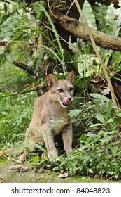 Puma Or Cougar In Patagonia - Puma Concolor