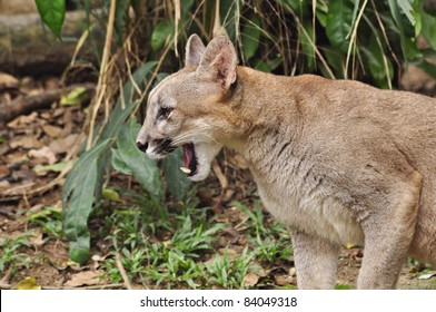 Puma Or Cougar In Patagonia - Puma Concolor