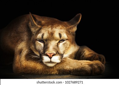 Puma, cougar portrait isolated on black background