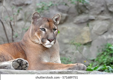 Puma, Cougar Portrait. Mountain Lion Close Up.