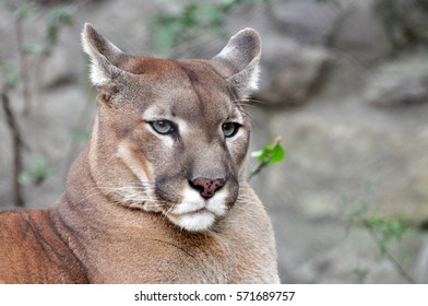 Puma, Cougar Portrait. Mountain Lion Close Up.