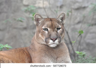 Puma, Cougar Portrait. Mountain Lion Close Up.