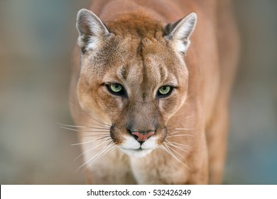 Puma, cougar portrait on light background