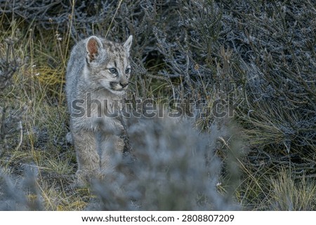 Puma cub checking surrounding as it walks out from behind vegetation in Patagonia