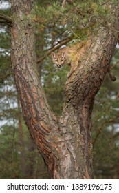 Puma Cub Climbing A Pine Tree In Autumn Forest