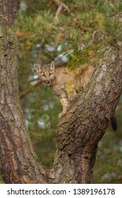 Puma Cub Climbing A Pine Tree In Autumn Forest