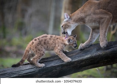 Puma Cub Felina
