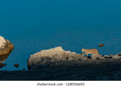 Puma cub (Felis concolor patagonica) 7 months old Lago Sarmiento, Torres del Paine National Park, Patagonia, Magellanic region, Southern Chile - Shutterstock ID 1280536693