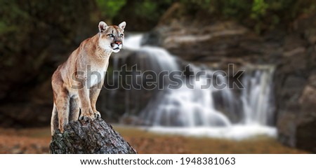 Puma at the Falls, mountain lion, puma.
