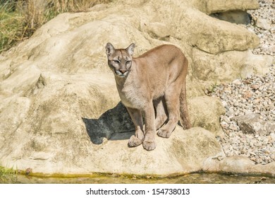 Puma (Felis Concolor) Standing On A Rock