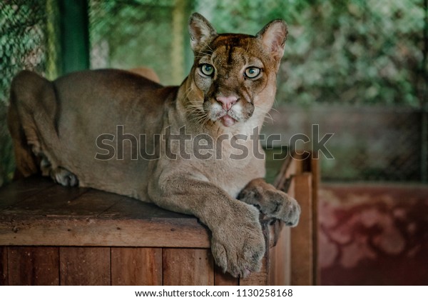 puma peru