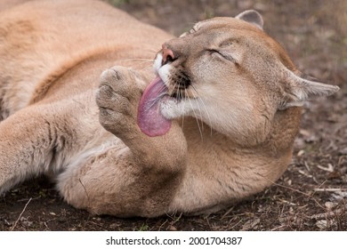 Puma Licking It's Paws. Symbol Of Female Sexuality. Mountain Lion Licking Paw.