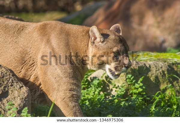 puma south america