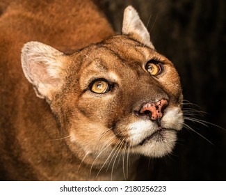 Puma Looking For An Easy Meal.