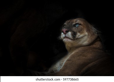 Puma Looking Up On Outside Isolated Black On Background