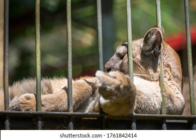 Puma Lying In A Cage At The Zoo Shows A Finger To Visitors