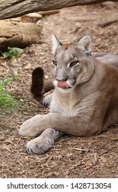 Puma Lying Down And Licking Lips 