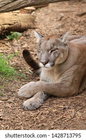 Puma Lying Down Sleeping With Paws Crossed