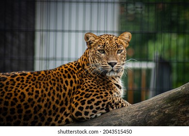 Puma Lying On A Tree