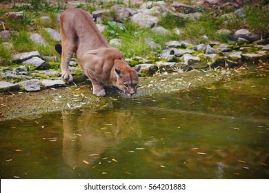 Puma (mountain Lion) Drinking Water