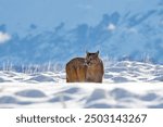 Puma, nature winter habitat with snow, Torres del Paine, Chile. Wild big cat Cougar, Puma concolor, hidden portrait of dangerous animal with stone. Mountain Lion. Wildlife scene from nature. 