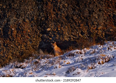 Puma, nature winter habitat with snow, Torres del Paine, Chile. Wild big cat Cougar, Puma concolor, hidden portrait of dangerous animal with stone. Wildlife scene from nature. Mountain Lion. - Shutterstock ID 2189292847