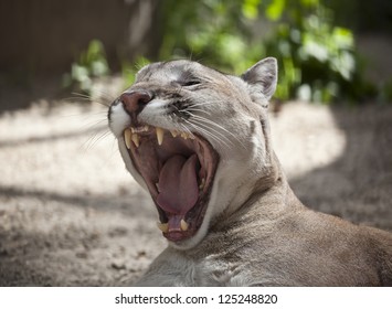 Puma Open Mouth Stock Photo (Edit Now 