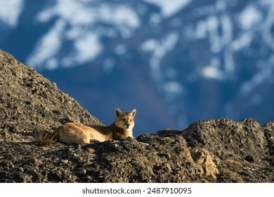 Puma resting in mountain environment, Torres del Paine National Park, Patagonia, Chile. - Powered by Shutterstock