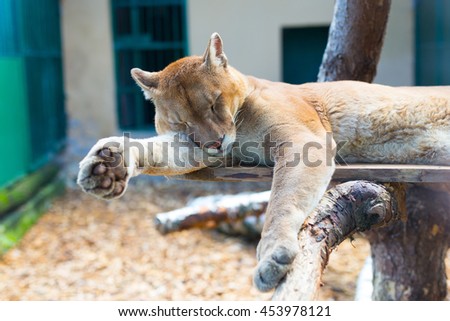 Puma is sleeping