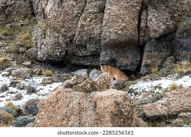 Puma walking in mountain environment, Torres del Paine National Park, Patagonia, Chile. - Shutterstock ID 2285256161