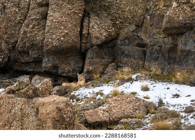 Puma walking in mountain environment, Torres del Paine National Park, Patagonia, Chile. - Shutterstock ID 2288168581