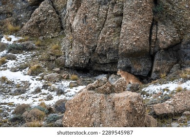 Puma walking in mountain environment, Torres del Paine National Park, Patagonia, Chile. - Shutterstock ID 2289545987