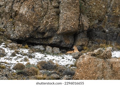 Puma walking in mountain environment, Torres del Paine National Park, Patagonia, Chile. - Shutterstock ID 2296016655
