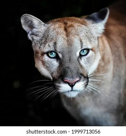 Puma, wild cat eyes. Portrait of a cat