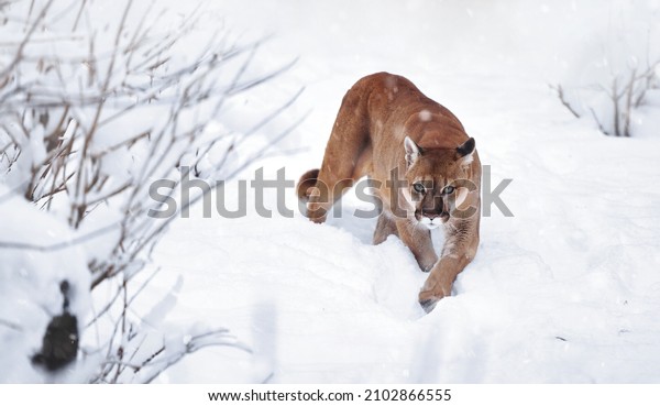 Puma in the winter woods, Mountain\
Lion look. Mountain lion hunts in a snowy forest. Wild cat on snow.\
Eyes of a predator stalking prey. Portrait of a big\
cat.