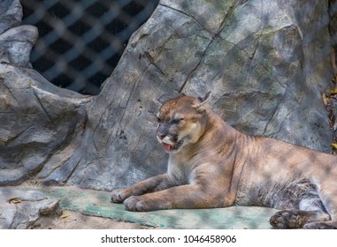 Puma In The Zoo  Thailand. Puma Lying On Ground In The Cage.