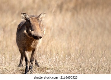 Pumbaa, the star warthog of safaris in the Pilanesberg National Park in South Africa, this herbivorous animal grazes freely on the African savannah.