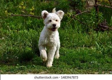 Pumi Dog In The Garden.