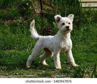 Pumi Dog In The Garden.