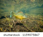 Pumkinseed sunfish guarding its nesting site, this is a wild fish shot below water in a lake in north Quebec, Canada.