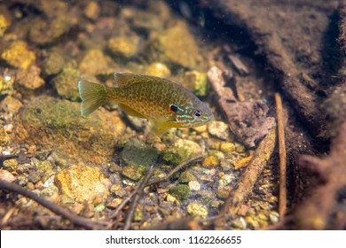 Pumkinseed Sunfish Swimming Wild Guarding Nest Stock Photo 1160904406 ...