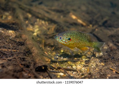 Pumkinseed Sunfish Guarding Nesting Site This Stock Photo 1162266619 ...