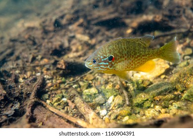 Pumkinseed Sunfish Guarding Nesting Site This Stock Photo 1162266619 ...