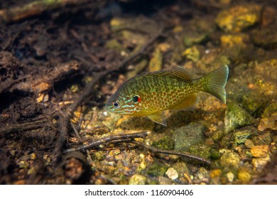 Pumkinseed Sunfish Swimming Wild Guarding Nest Stock Photo 1160904406 ...