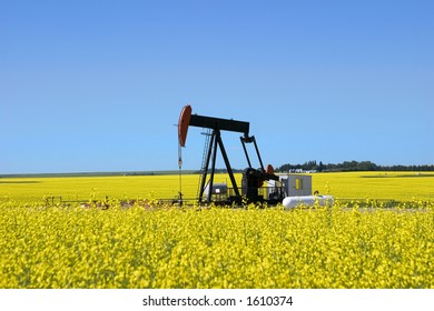  A pump jack in a canola field in southern alberta. Could possibly be used to demonstrate both fossil and renewable fuels (like canola based bio-ethanol)