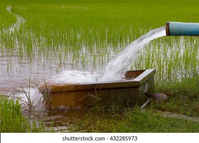 Pumping Water Out Of Plastic Pipe Into The Ground, Which Has A Rectangular Concrete Support In The Rice Fields.