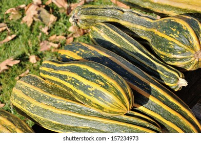 Pumpkin 