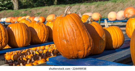 pumpkin
