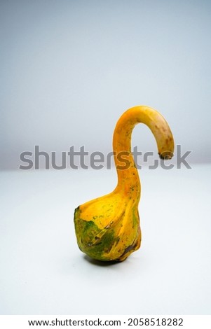 pumpkin of amazing shape with two colors in the form of a swan neck and a hook on a light background