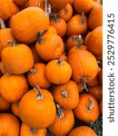 Pumpkin background vertical. Photo of autumn pumpkins. Autumn pumpkins photo for autumn festivals, cards, invitations